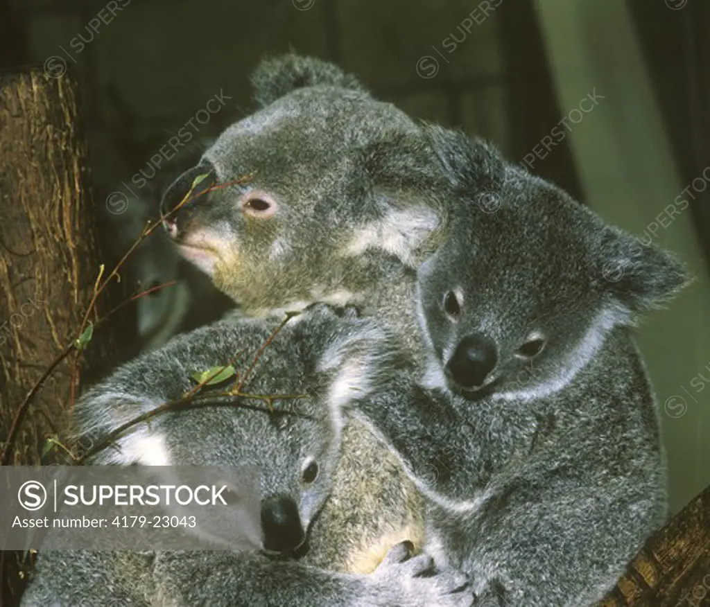 Our Koala Bear mother with her foster child and her little son.