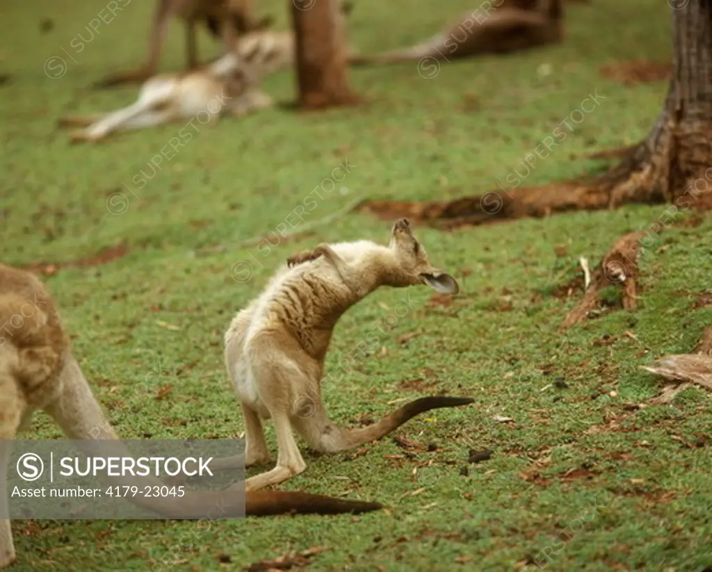 Young Grey Kangaroo doing a back bend