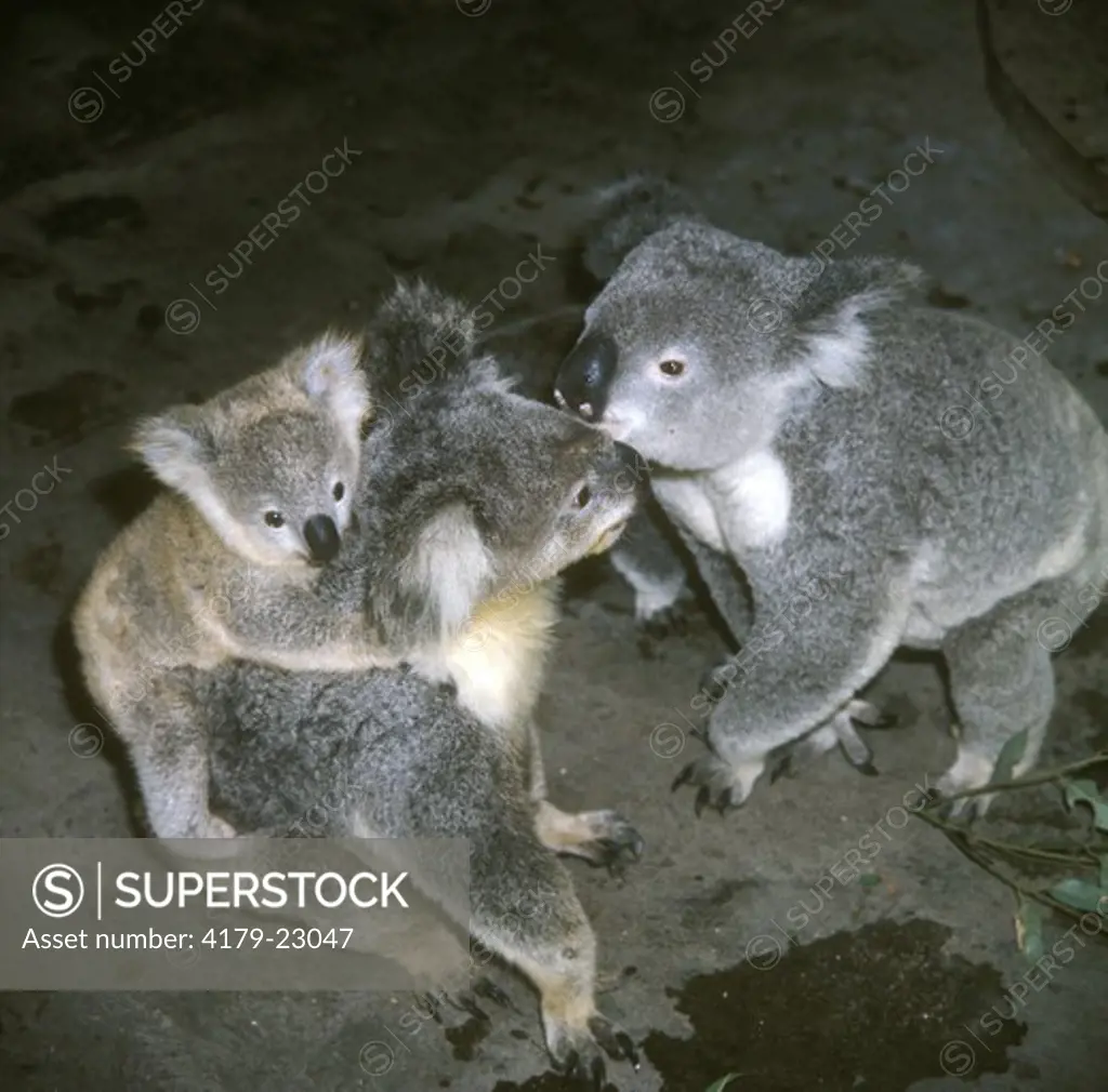 Koalas with young (Phascolarctos cinereus), Australia