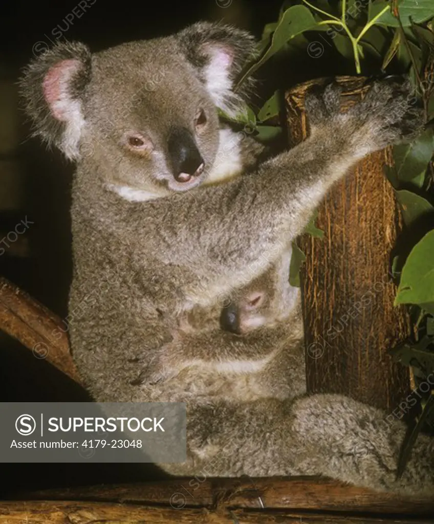 Koala Bear w/ baby (Phascolarctos cinereus) Lone Pine Koala Sanctuary