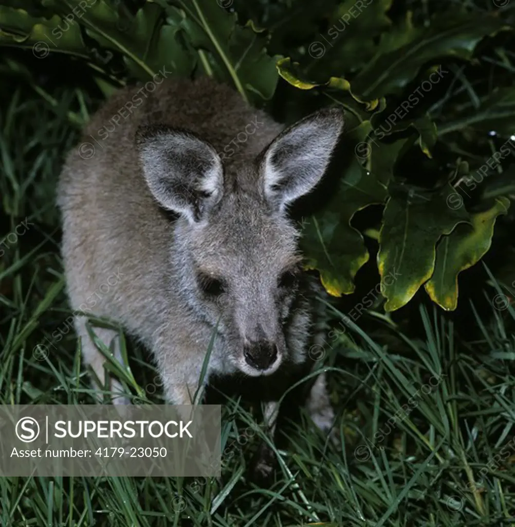 Grey Kangaroo Joey or Baby (Macropus giganteus)
