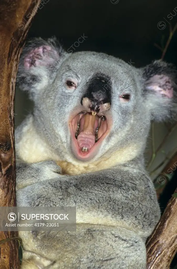 Koala having a big Yawn (Phascolarctos cinereus), Austalia
