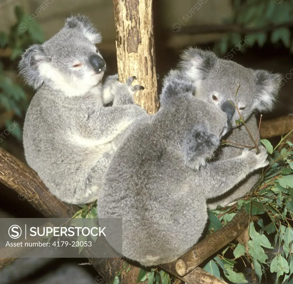 Three Young Koalas in Lone Pine Park, Brisbane, Australia