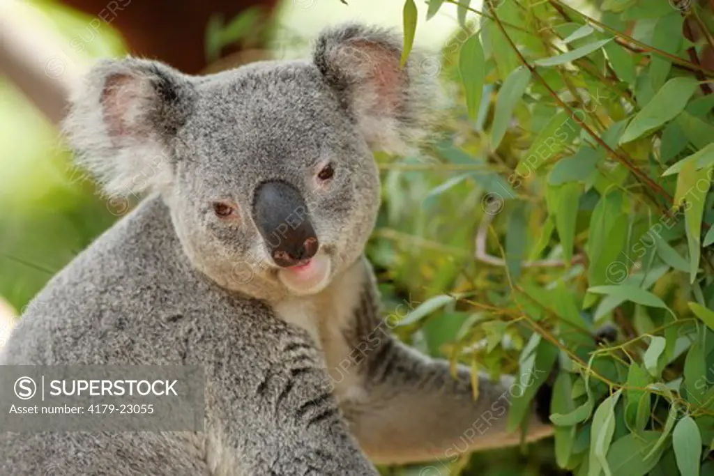 Queensland Koala on eucalyptus branches (Phascolarctos cinereus adustus) San Diego Zoo, California