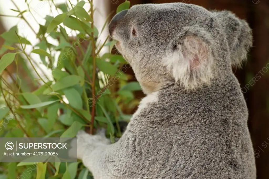 Queensland Koala feeding on eucalyptus branches Phascolarctos cinereus adustus San Diego Zoo, California