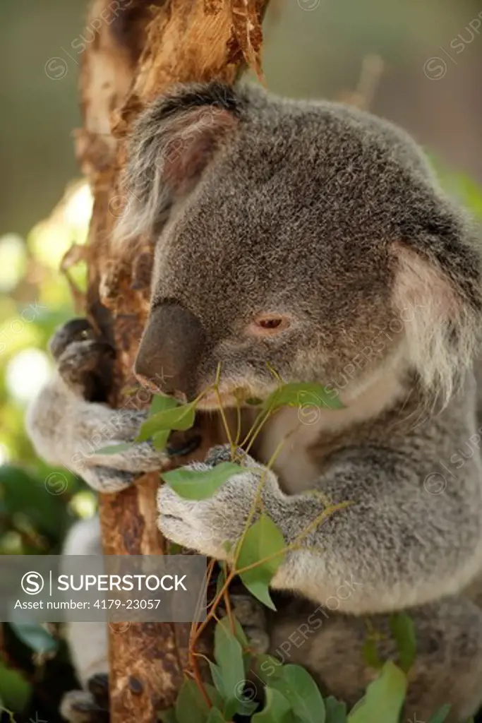 Queensland Koala feeding on eucalyptus branches (Phascolarctos cinereus adustus) San Diego Zoo, California