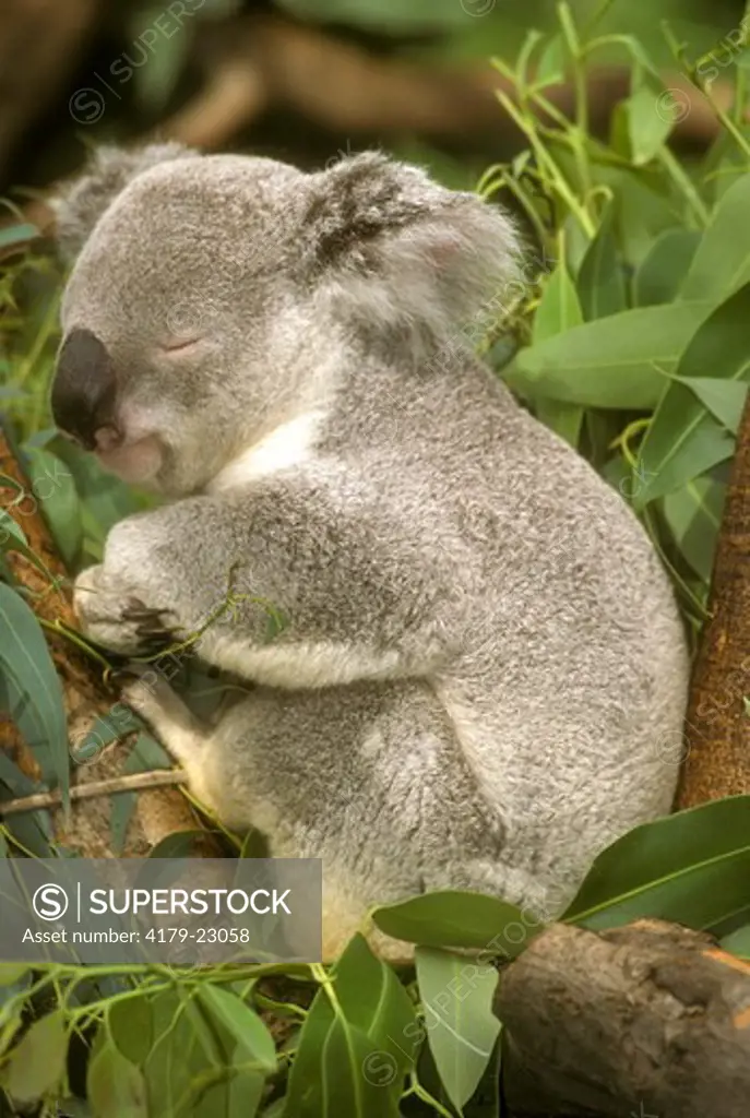 Sleeping Koala (Phascolarctos cinereus) Metro Toronto Zoo/Ontario