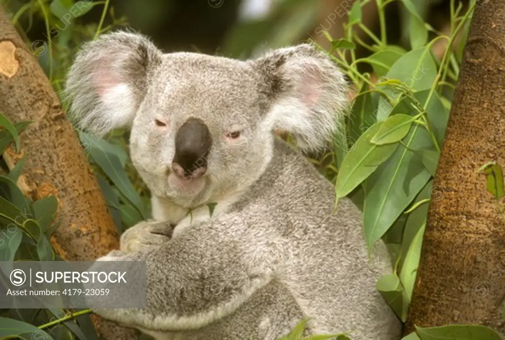 Koala, Male    Close-Up (Phascolarctos cinereus) Metro Toronto Zoo/Ontario