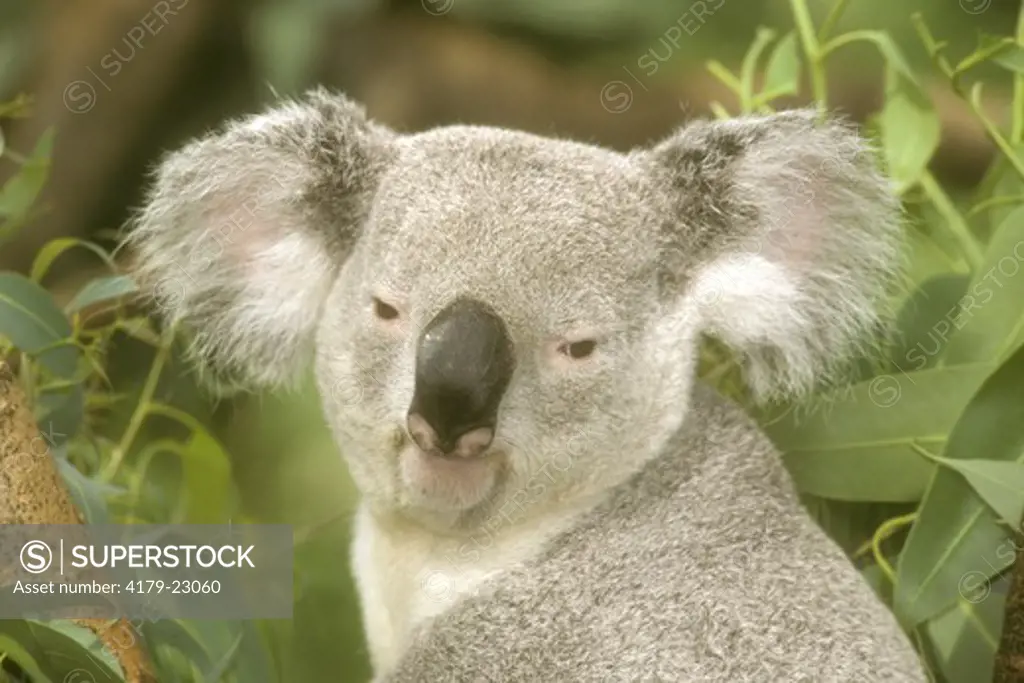 Male koala, close-up (Phascolarctos cinerus) Metro Toronto Zoo, Canada