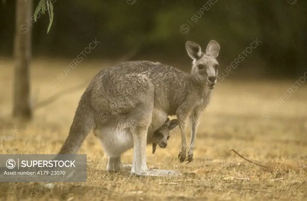 Eastern Grey Kangaroo with Joey in Pouch (Macropus giganteus), Australia