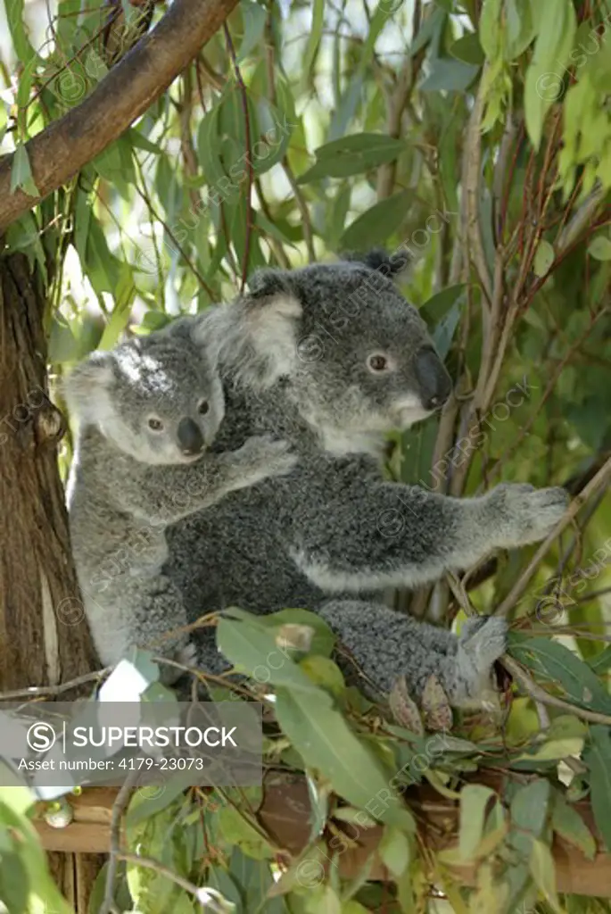 Koala (Phascolarctos cinereus), female adult wiith young baby riding on back, Australia
