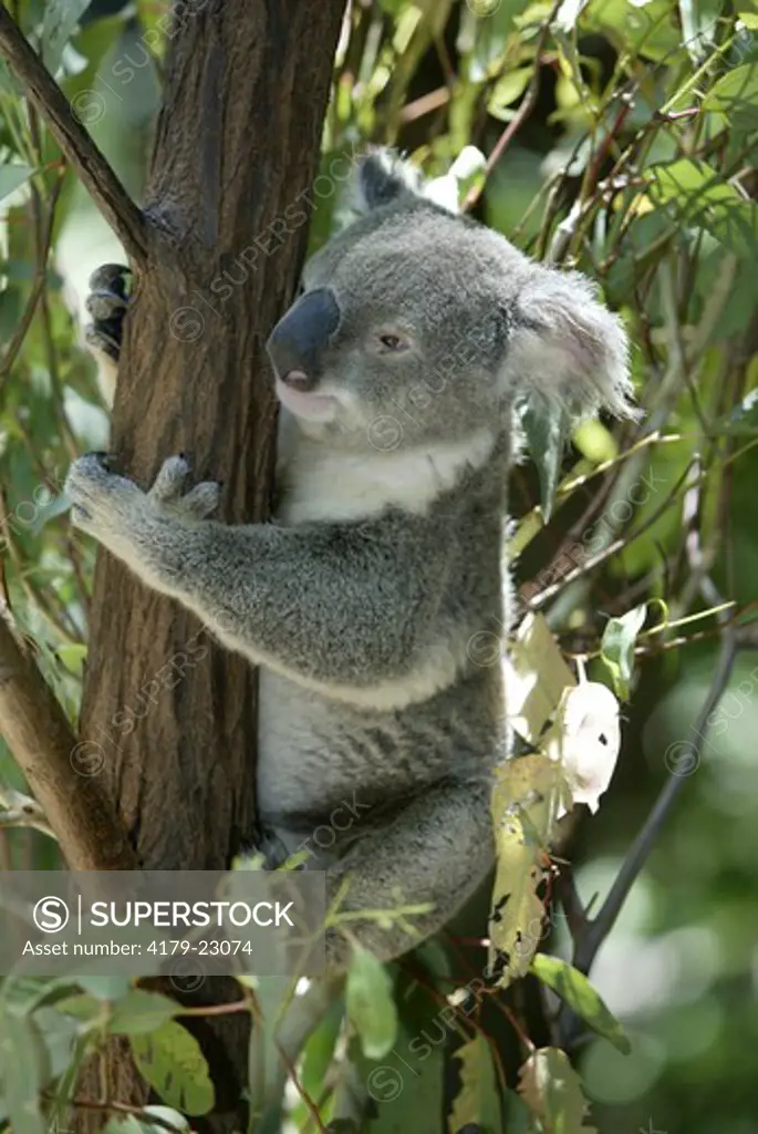 Koala (Phascolarctos cinereus), adult, Australia