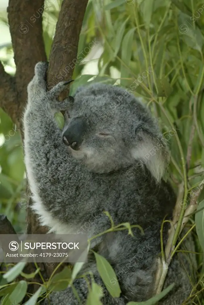 Koala (Phascolarctos cinereus), adult sleeping, Australia