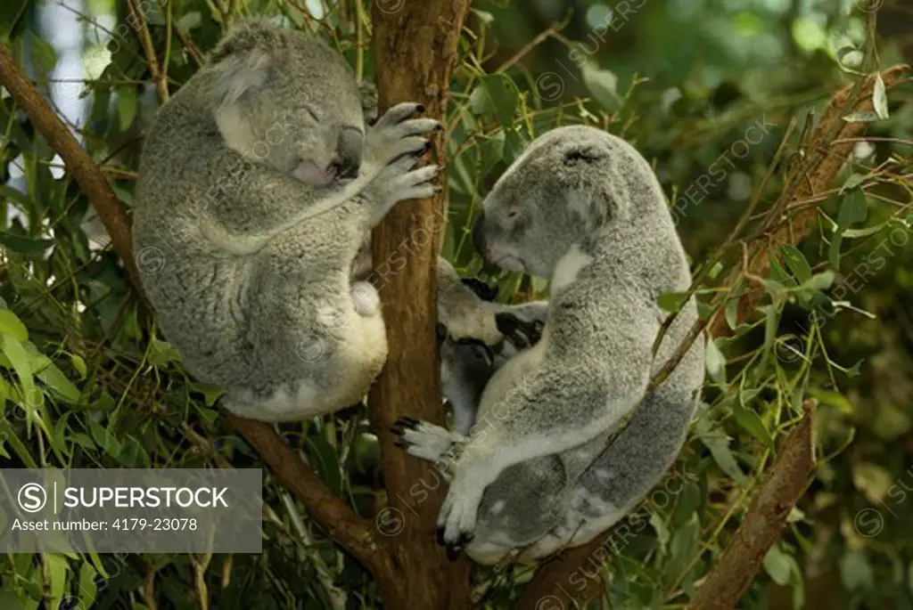 Koala (Phascolarctos cinereus), adult,  sleeping Couple, Australia