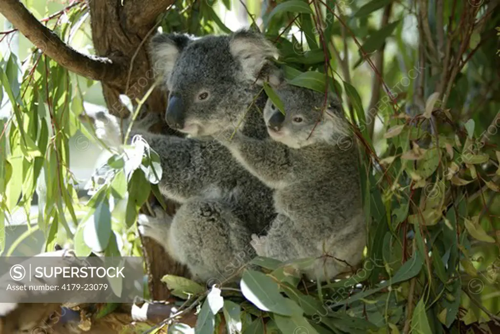 Koala (Phascolarctos cinereus), adult female with young on back, Australia
