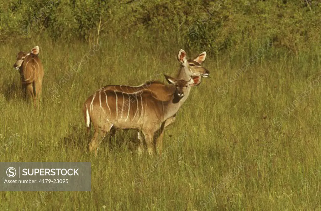 Kudu (Tragelaphus strepsiceros), on open veld, KwaZulu-Natal Midlands, S. Africa