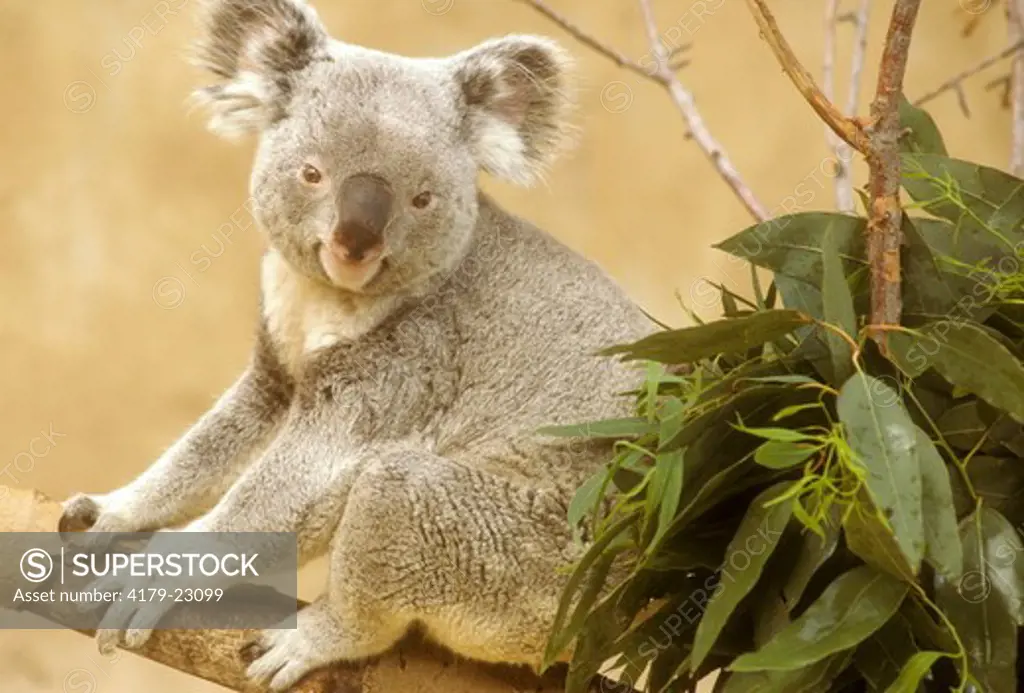 Koala sitting on Limb (Phascolarctos cinereus), IC
