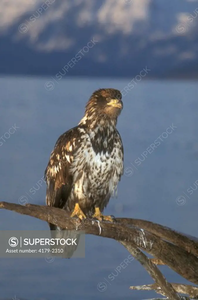 Bald Eagle Juvenile Haliaeetus Homer - Alaska