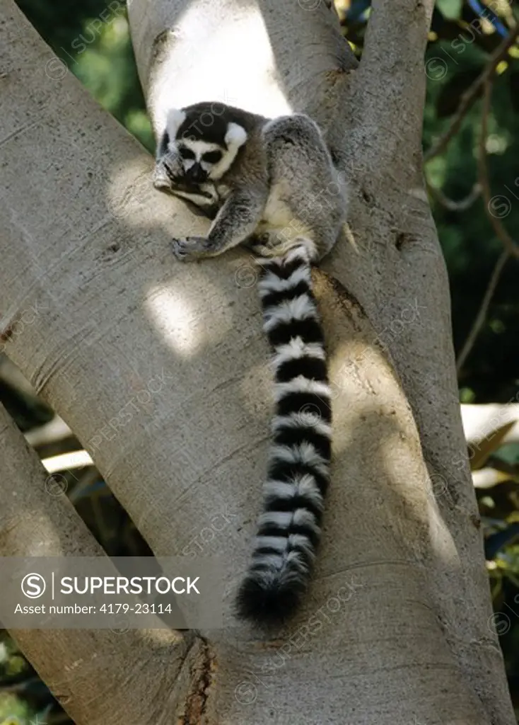 Ring-Tailed Lemur (lemur catta) San Diego, California