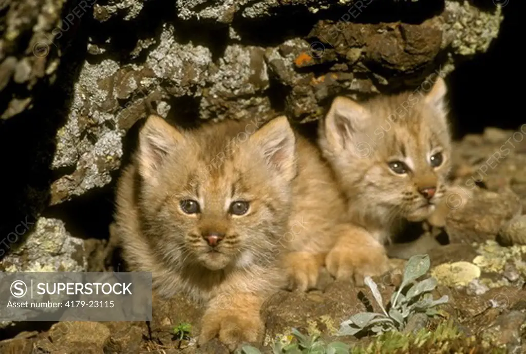 Lynx Kittens (Felis lynx) Gallatin County, MN (C)