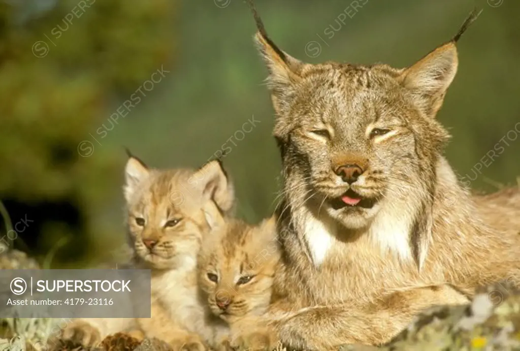 Female Lynx w/ Kittens (Felis lynx) Gallatin County, MN (CC)