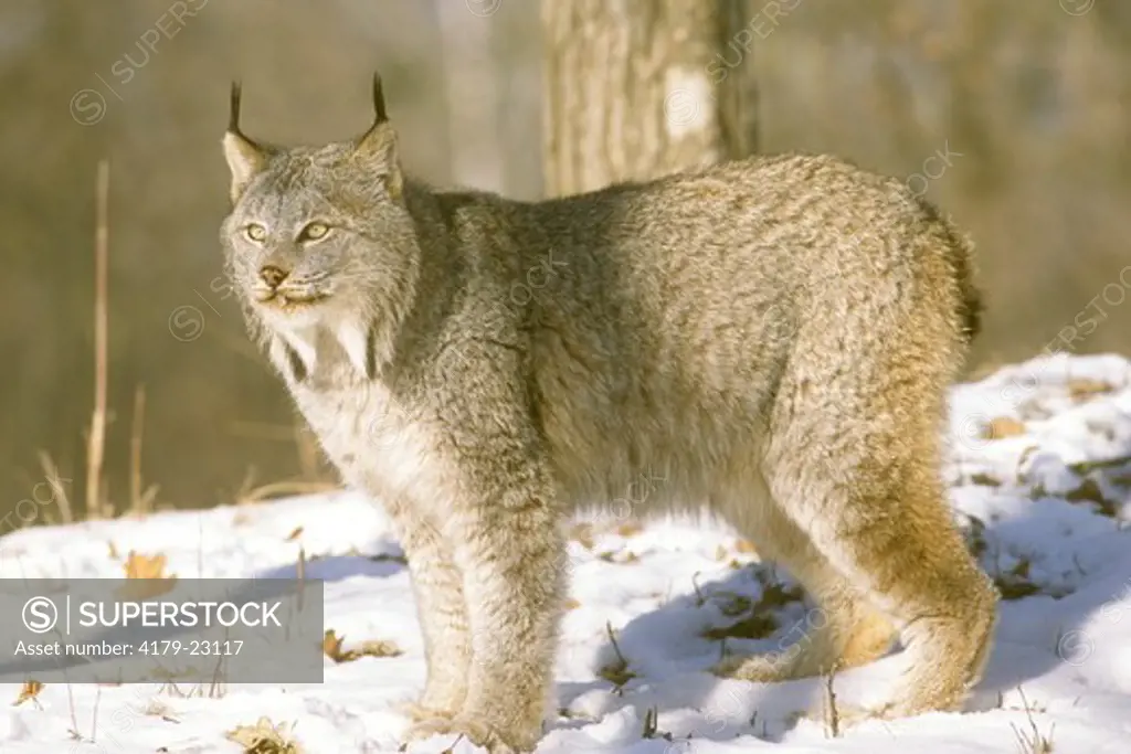 Canada Lynx (Lynx canadensis), IC, Pine Co., Minnesota, January