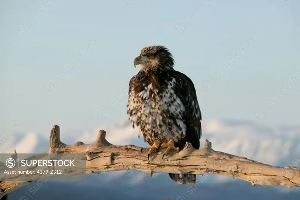 Bald Eagle (Haliaeetus leucocephalus) Kenai Peninsula, Alaska USA - Pacific Coast - winter - 2nd year eagle perched on dead snag in warm morning light, snow capped mountains in bkgrd.
