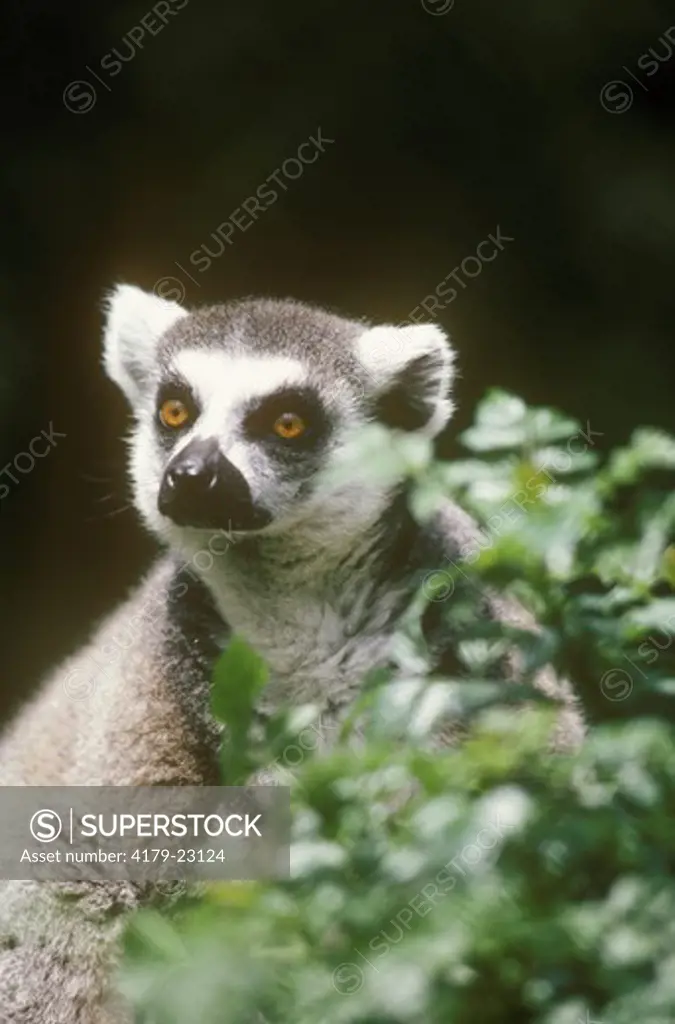 Ring-Tailed Lemur (Lemuridae) Madagascar