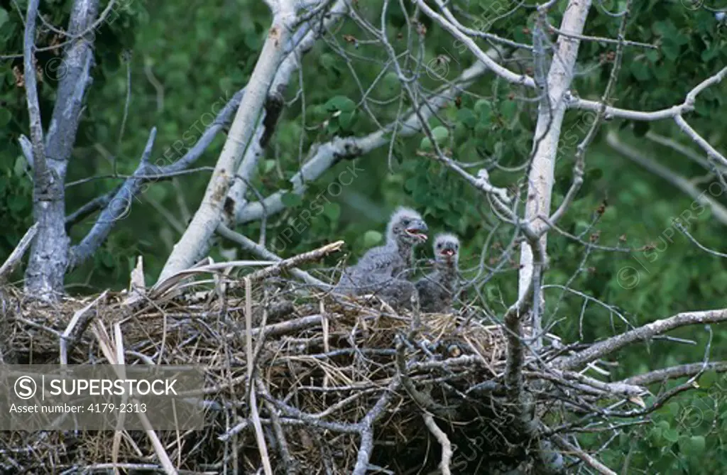 Bald Eagle Chicks in Nest, Saskatchewan, Canada