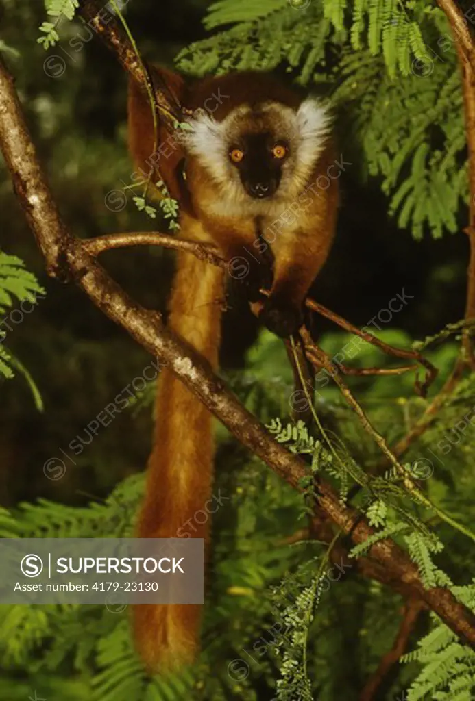 Black Lemur (Lemur Macaco) Nosy Komba, Madagascar