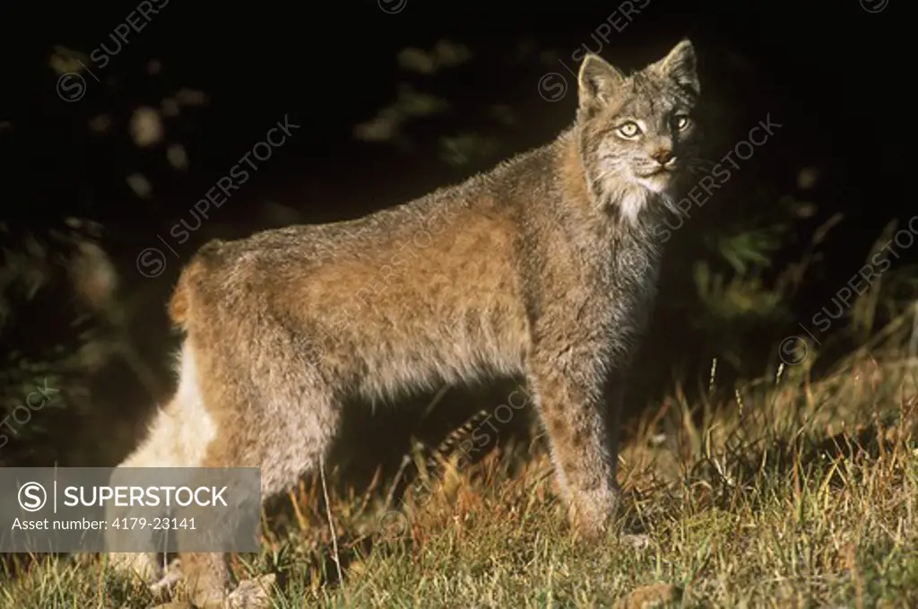 Lynx IC, (Lynx canadensis) Colorado