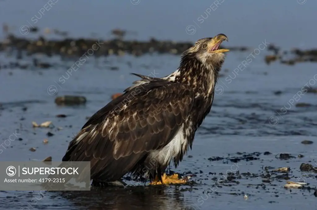 Bald Eagle (Haliaeetus leucocephalus) immature, calling, vocalizing, portrait, Homer, Alaska, 3/27/06, Digital Capture