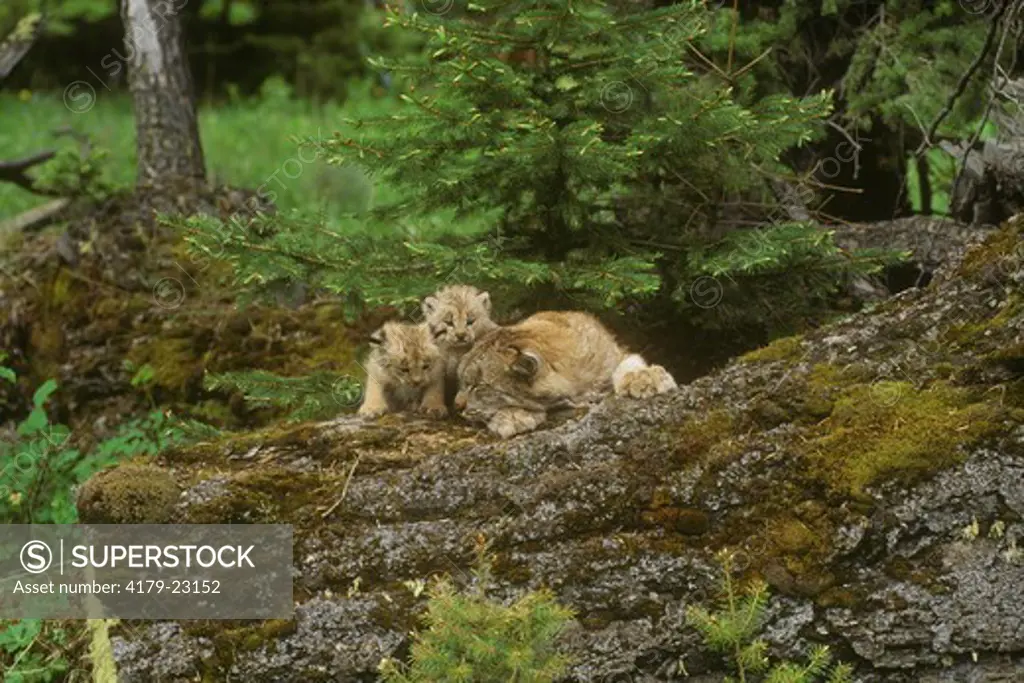 Canada Lynx & Kittens (Lynx canadensis), Montana