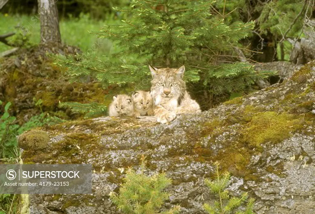 Lynx & Kits (Lynx canadensis) Montana