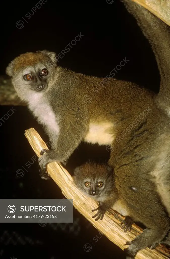 Grey Gentle Lemur juvenile guarding infant (Hapalemur griseus griseus)