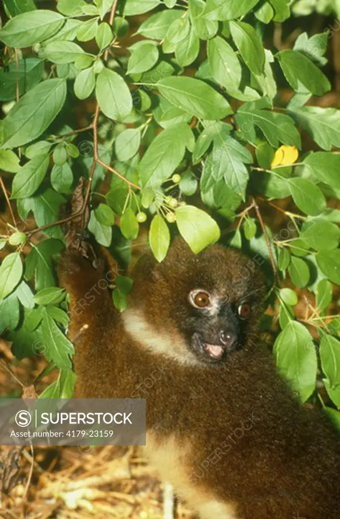Red-Bellied Lemur, female (Eulemur rubriventer) feeding on berries