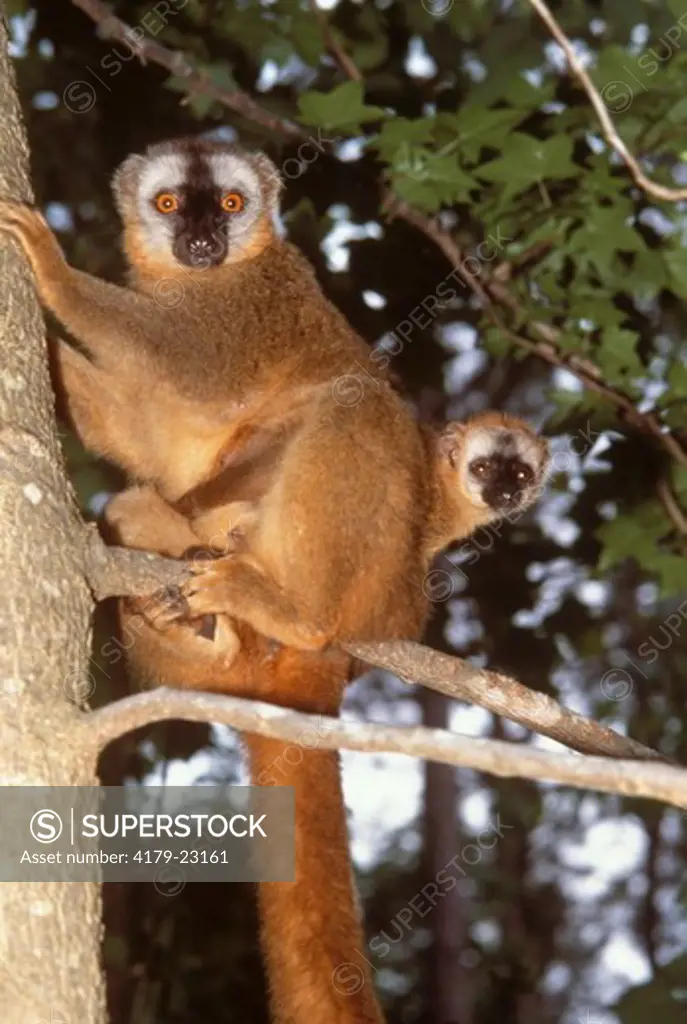 Red-Fronted Lemur w/ infant (Eulemur fulvus rufus)