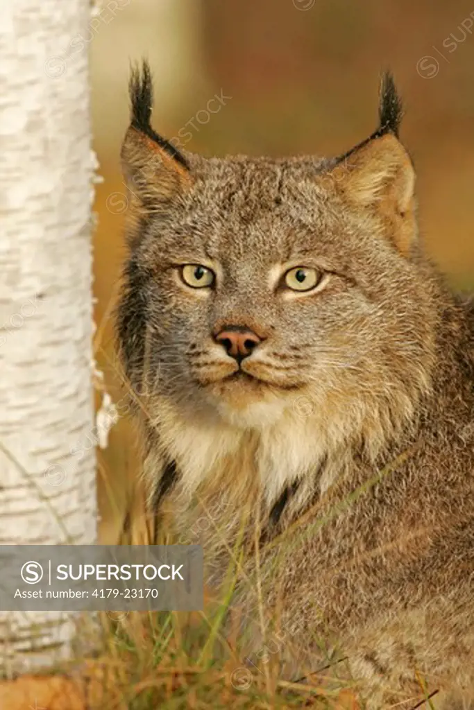 Lynx laying by birch tree (Felis lynx), captive, Pine County, MN