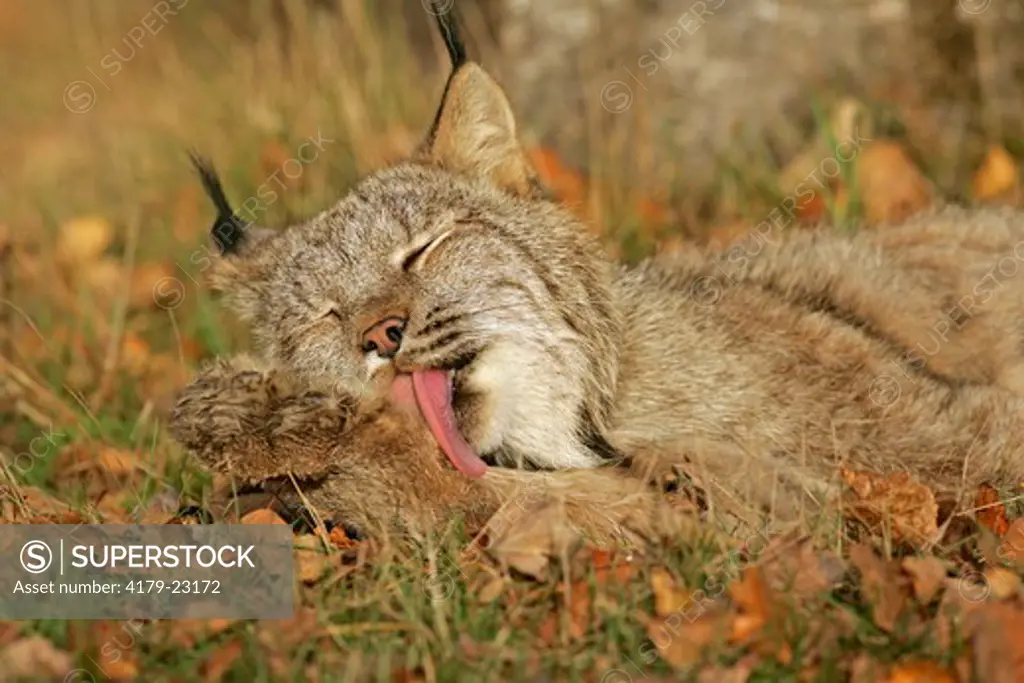 Lynx licking its paw (Felis lynx), captive, Pine County, MN,Minnesota