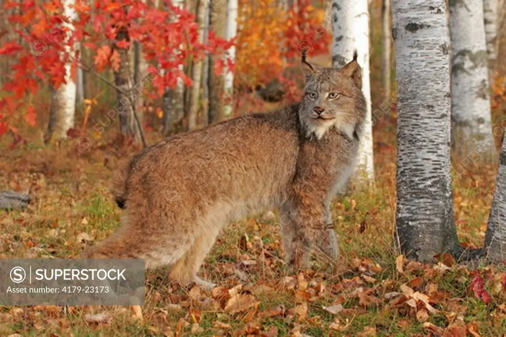 Lynx in autumn birch forest (Felis lynx), captive, Pine County, MN