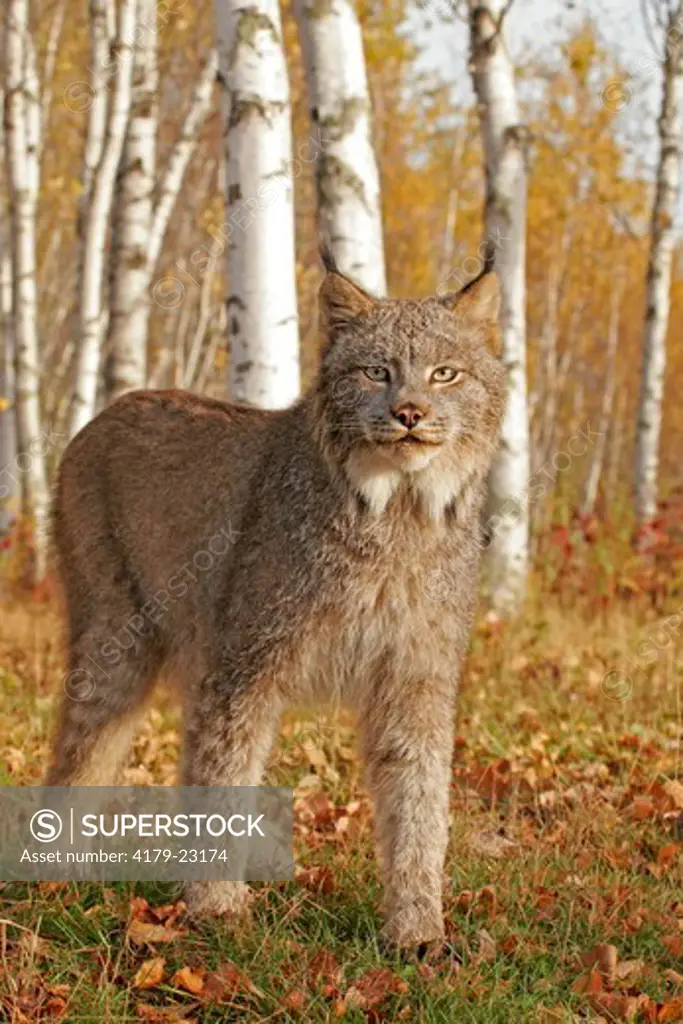Lynx in autumn birch forest (Felis lynx), captive, Pine County, MN