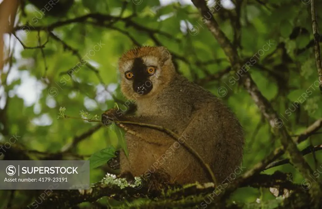 Red-fronted Brown Lemur (Eulemur fulvus rufus)