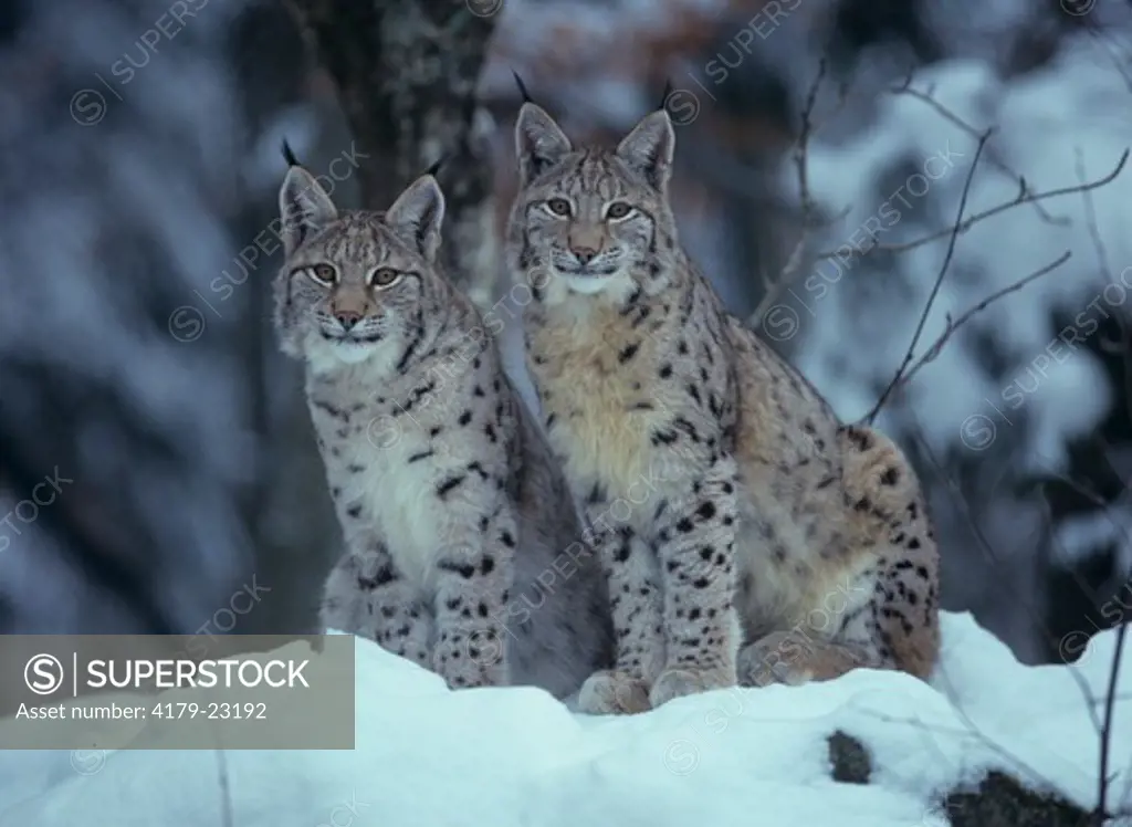 Two European Lynx in Snow (L. lynx), Bavarian Forest, Germany
