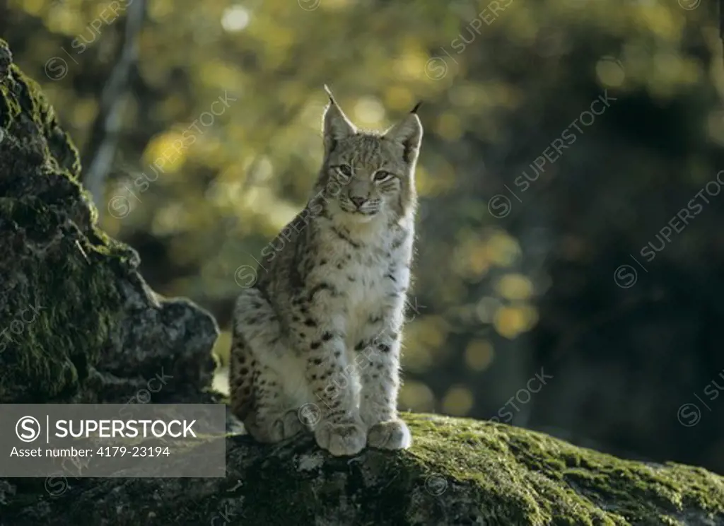 European Lynx on Rock (L. lynx), Bavarian Forest, Germany