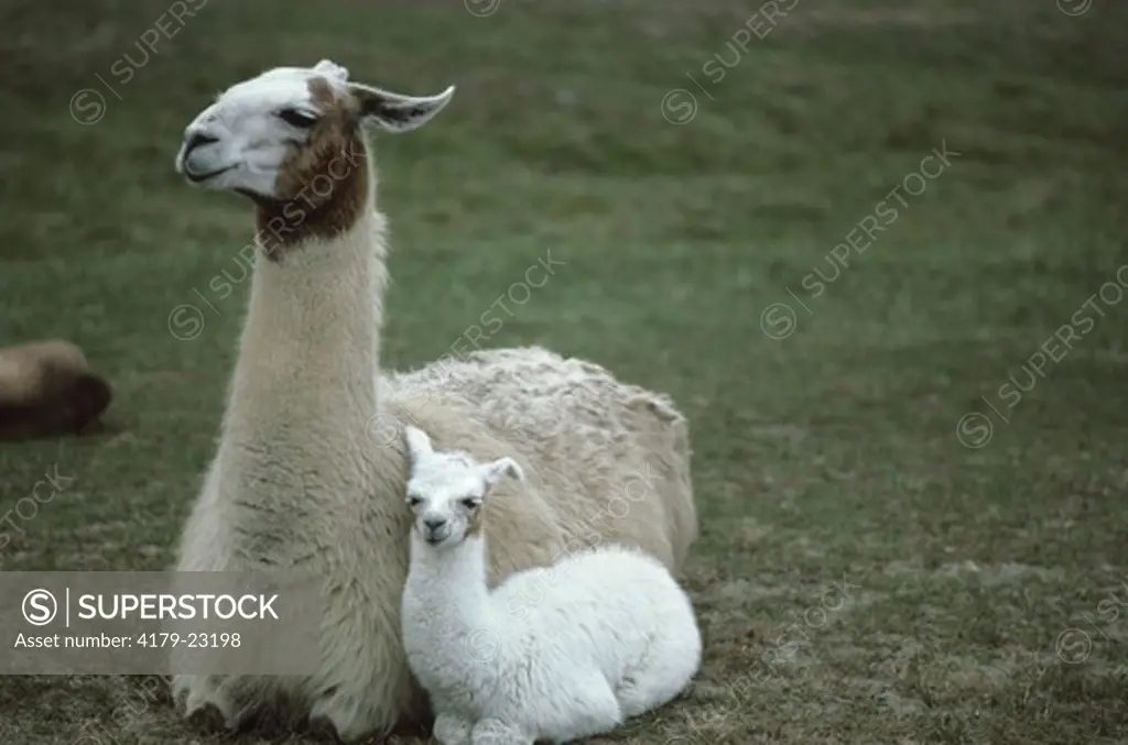 Llama, Mother & Young