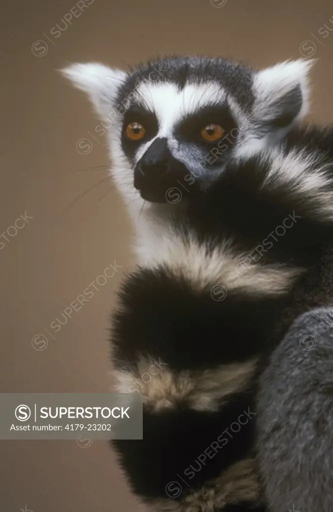 Ring-Tailed Lemur (Lemur catta)