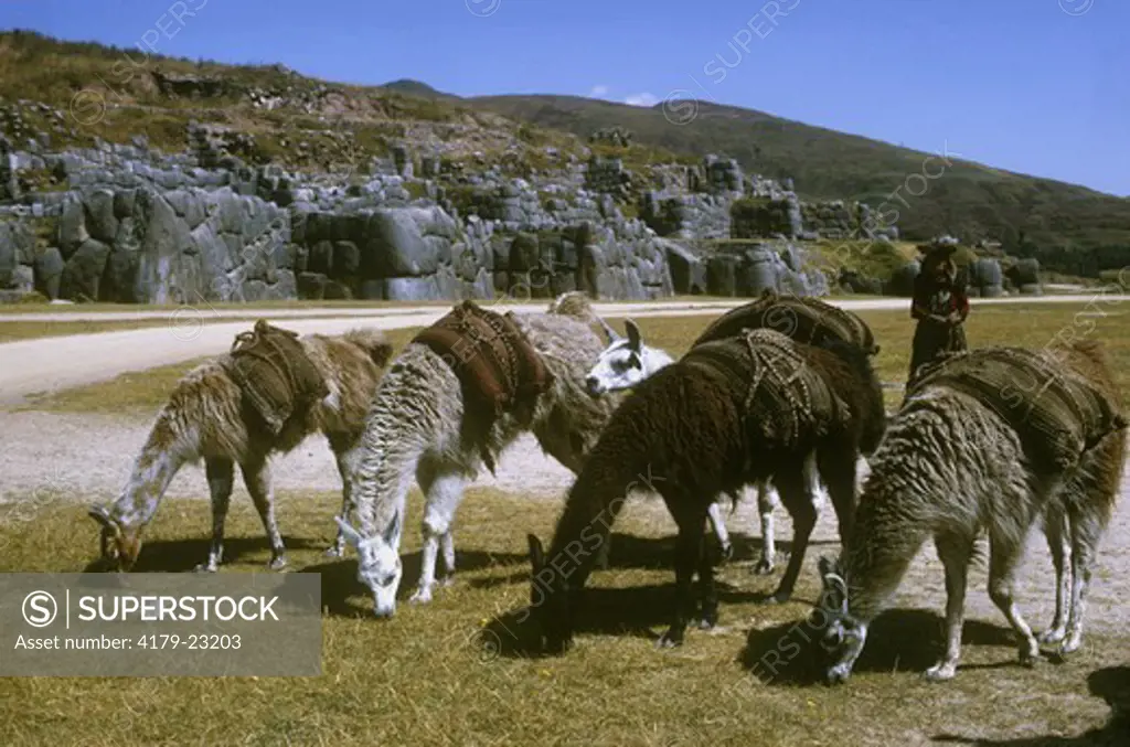 Llamas (Lama glama) at ruins of Sacshuaman, Peru