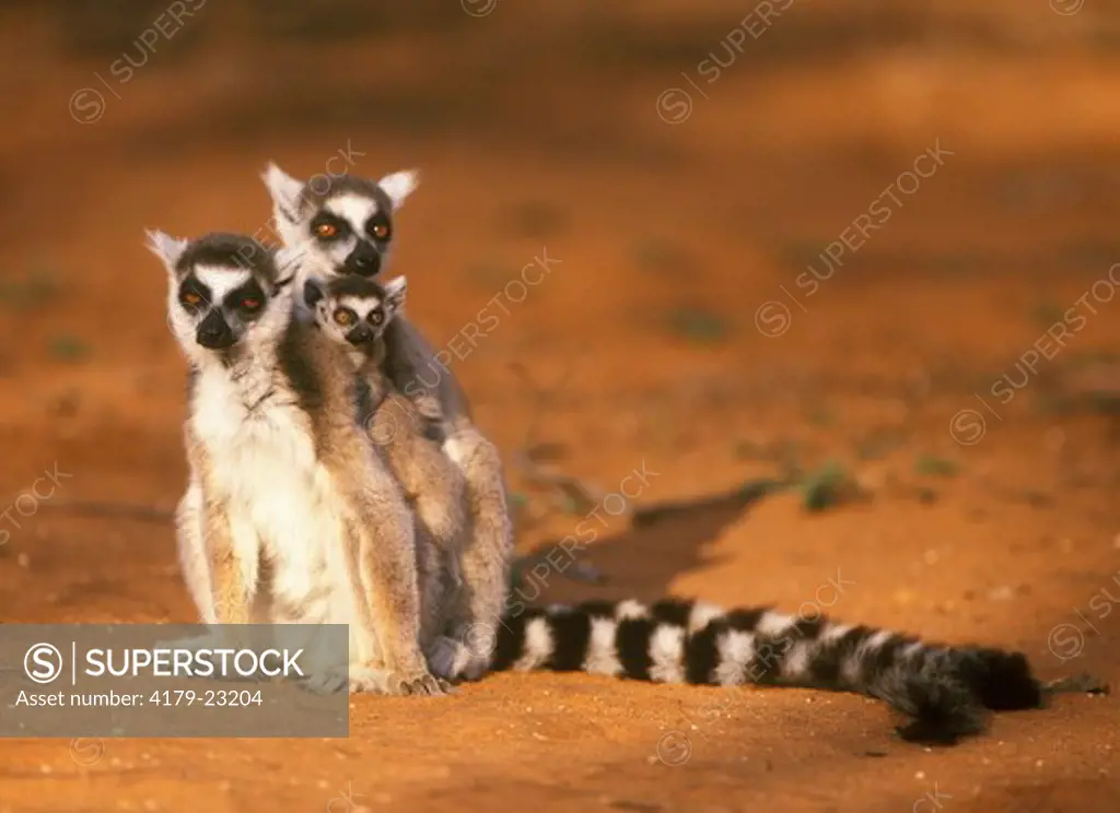 Ring-tailed Lemurs (Lemur catta) with young, Berenty Reserve, Madagascar