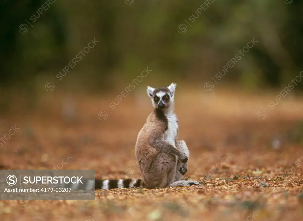 Ring-tailed Lemur (Lemur catta), Kaleta Reserve, Madagascar