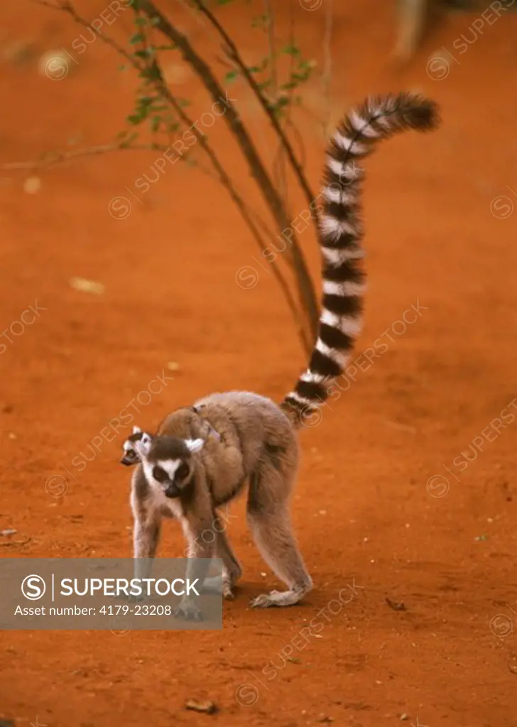 Ring-tailed Lemur with young (Lemur catta), Berenty Reserve, Madagascar